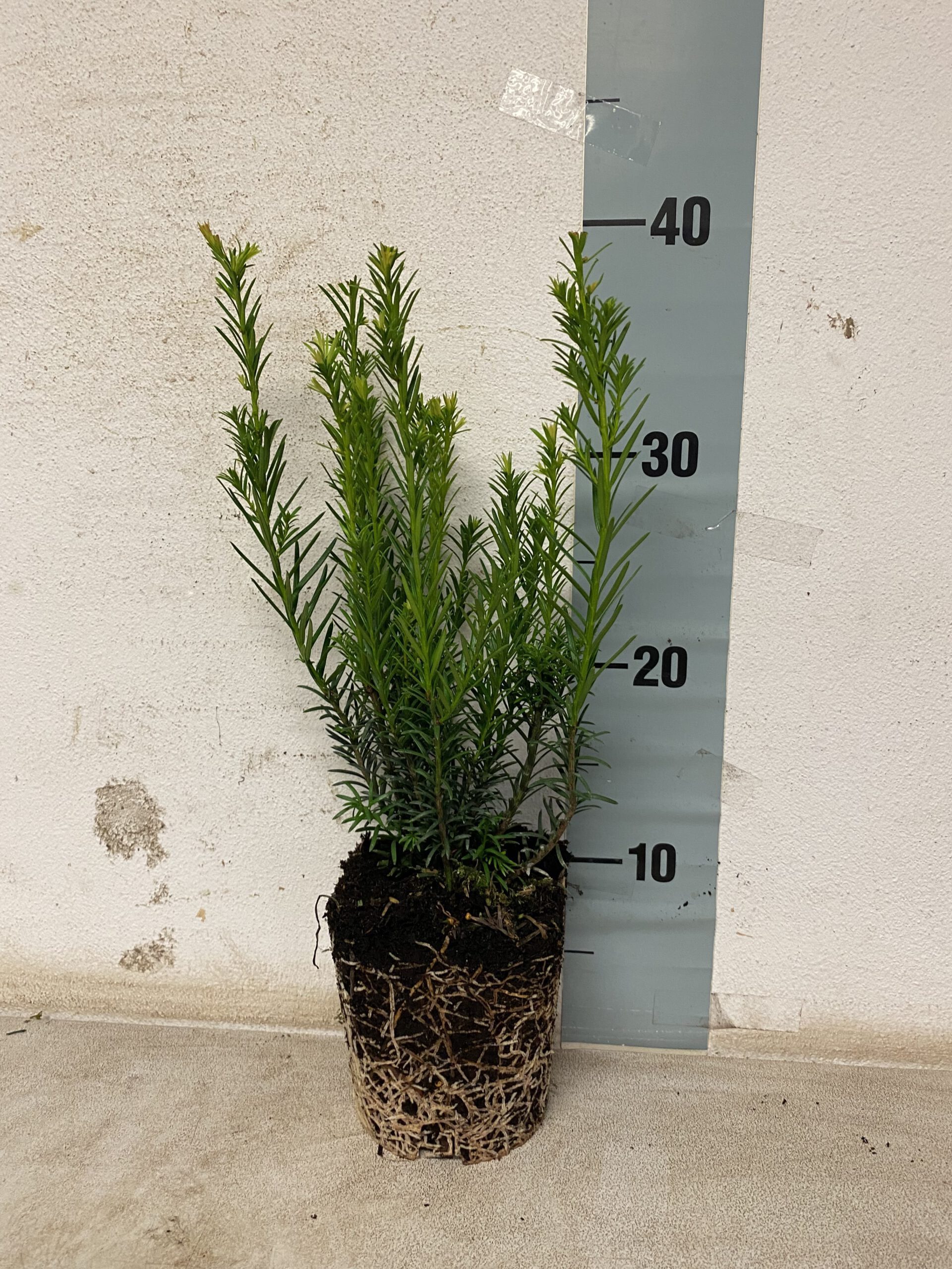Taxus baccata 100/125 cm in pot - venijnstruik - Afbeelding 3