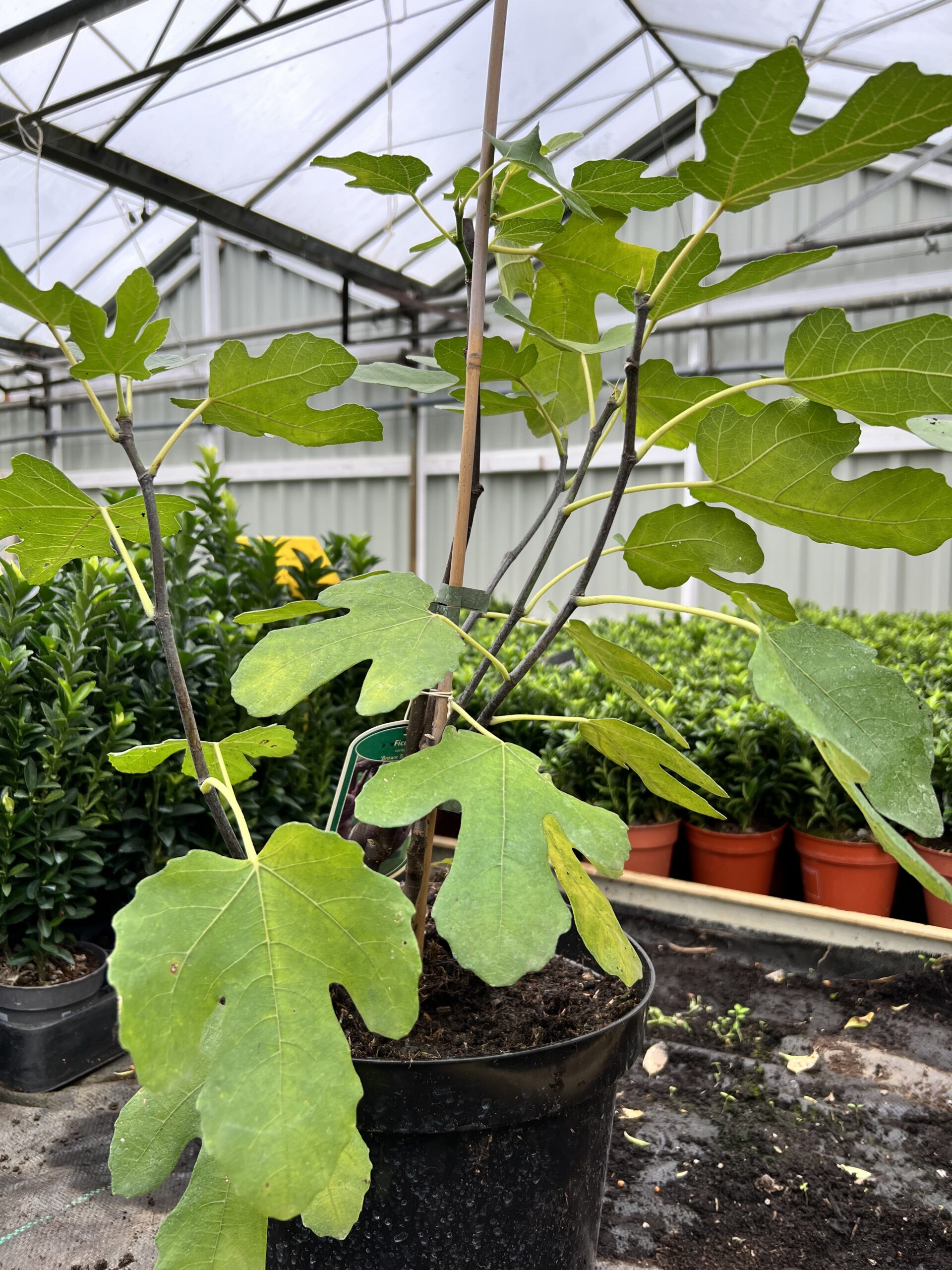 Ficus carica 'Brown Turkey' - zoete vijg vruchten - Afbeelding 8