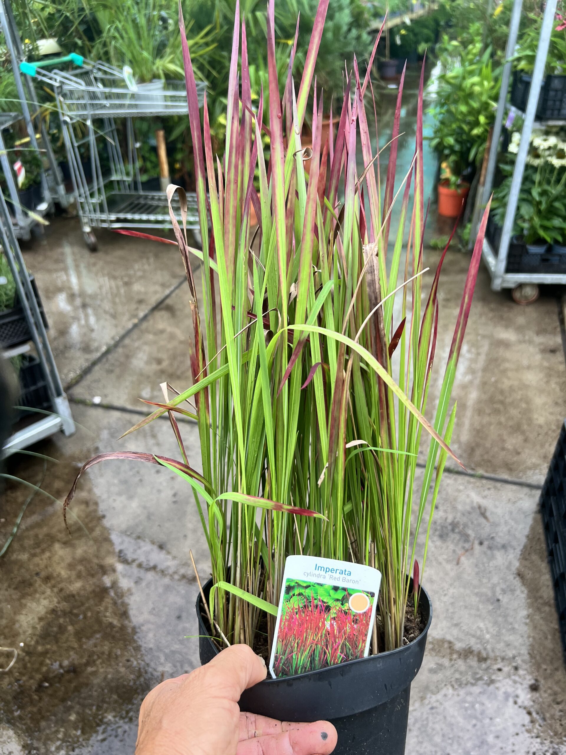 Imperata Red Baron in 19 cm pot, volle struiken