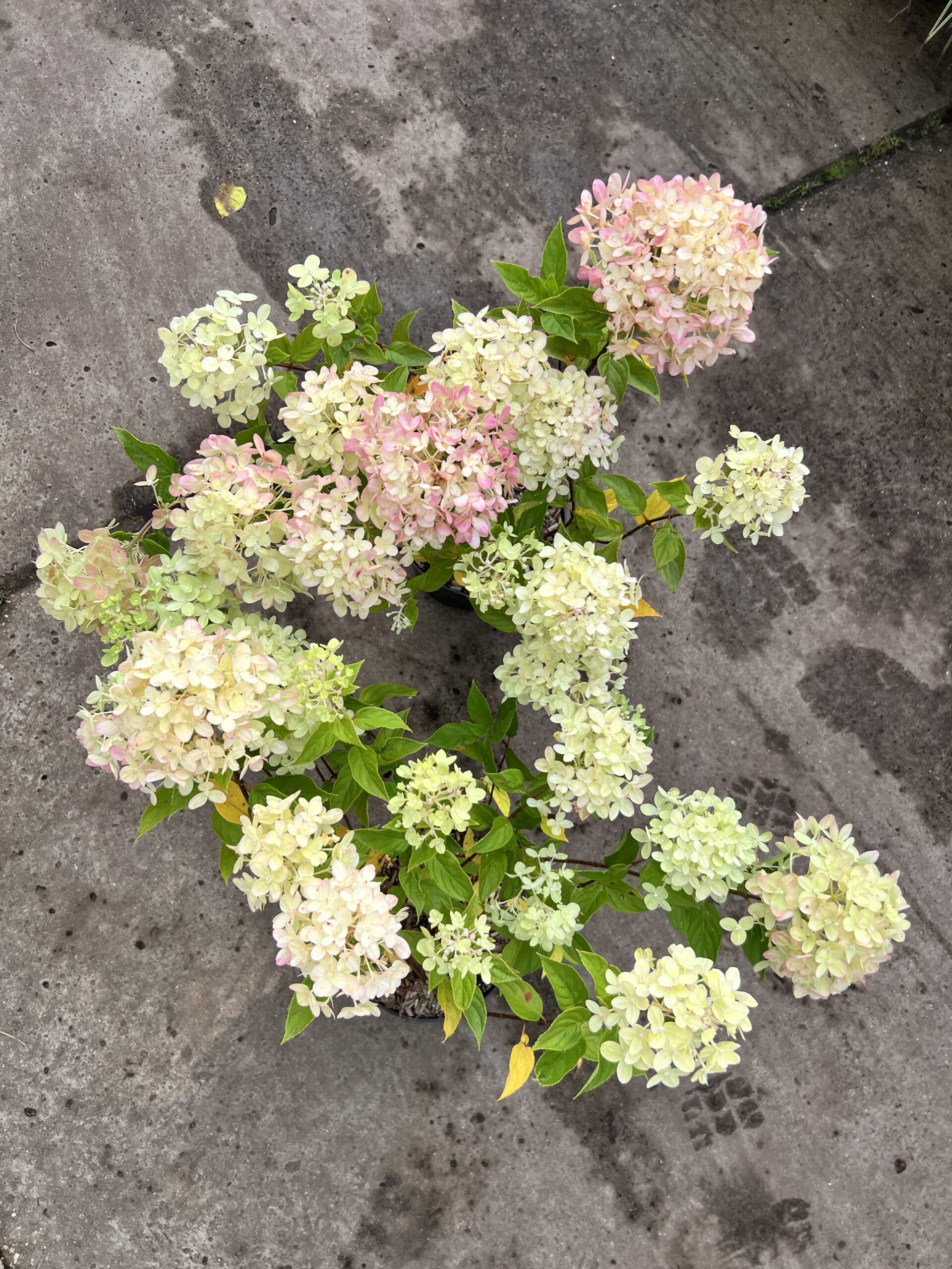 Hydrangea paniculata 'Little Lime' - schapenkop 90 cm - Afbeelding 4