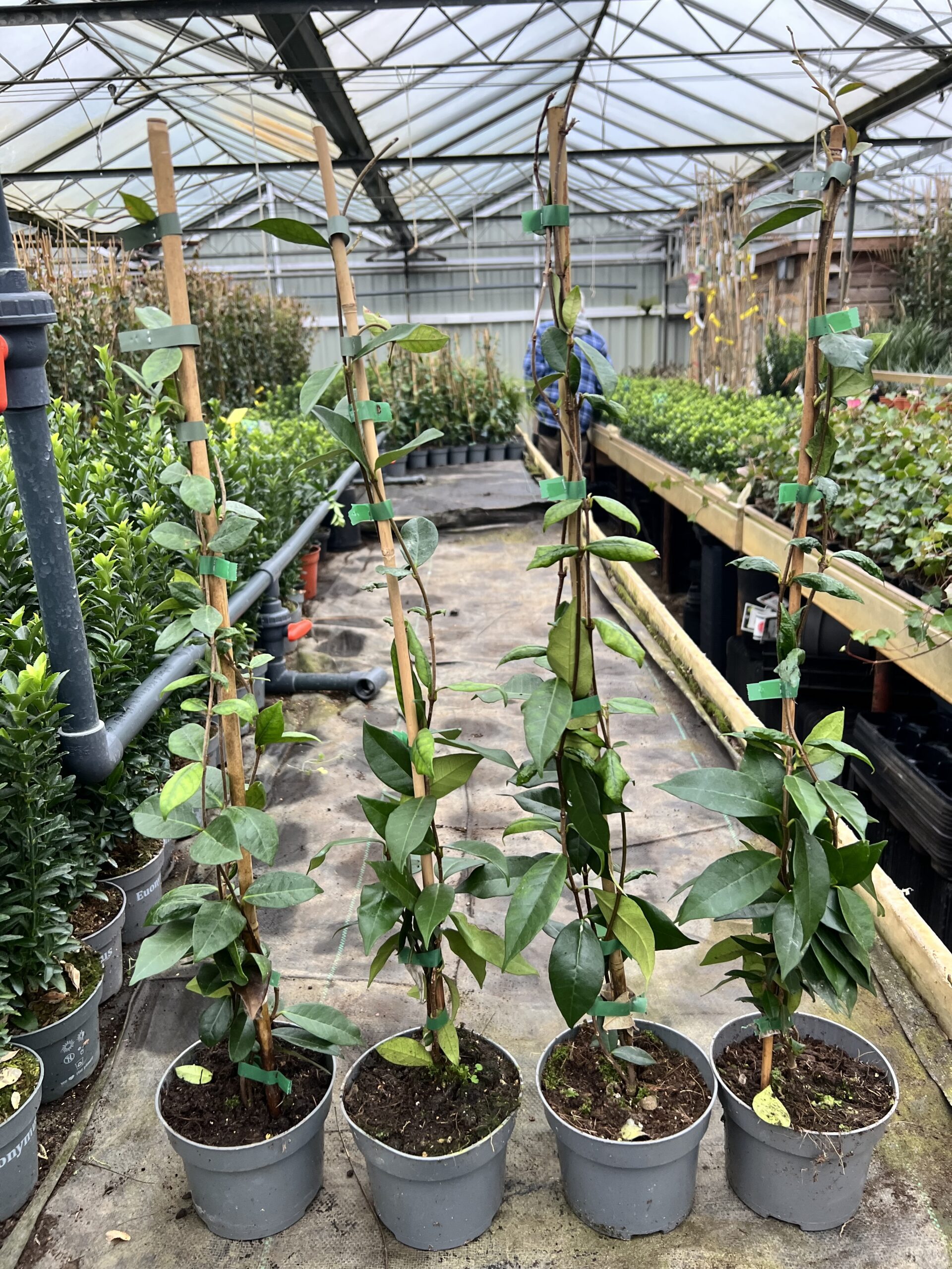 Toscaanse Jasmijn al vanaf 60/80 cm