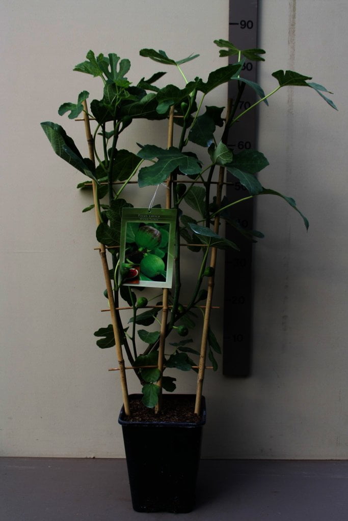 Ficus carica 'Brown Turkey' is de beste en lekkerste vijg voor Nederlands klimaat