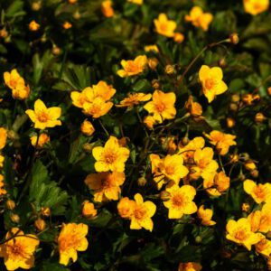 Waldsteinia ternata of Goudaardbei is een sterk zodenvormende vaste plant