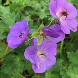 Geranium Rozanne, zeer lange bloeitijd, juni-okt