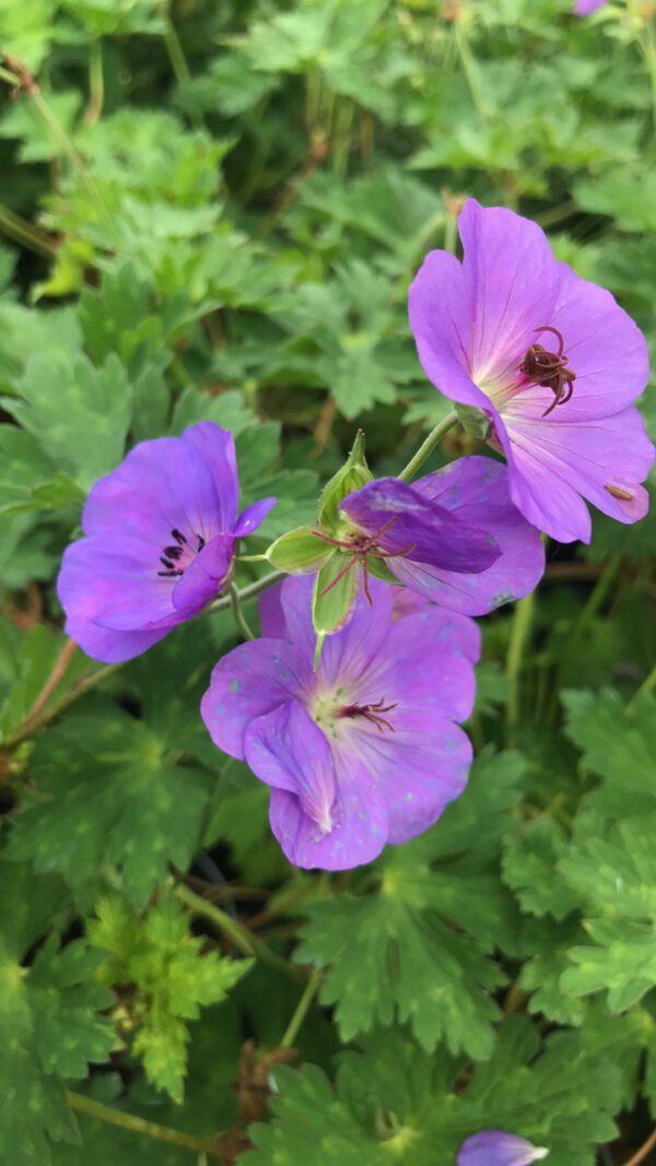 Geranium Rozanne, zeer lange bloeitijd, juni-okt