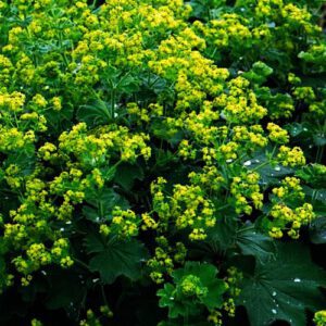 Alchemilla mollis of te wel Vrouwenmantel