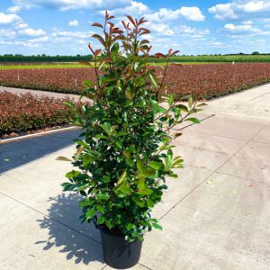 Photinia in 5 en 30 liter pot 60-80 en 150-175 cm