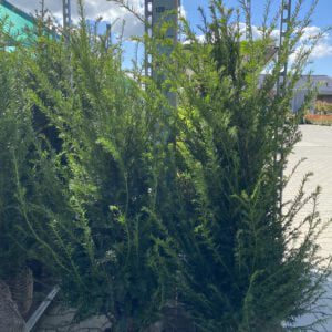 Taxus baccata, volle struiken,