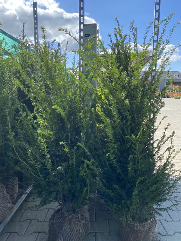 Taxus baccata, volle struiken,