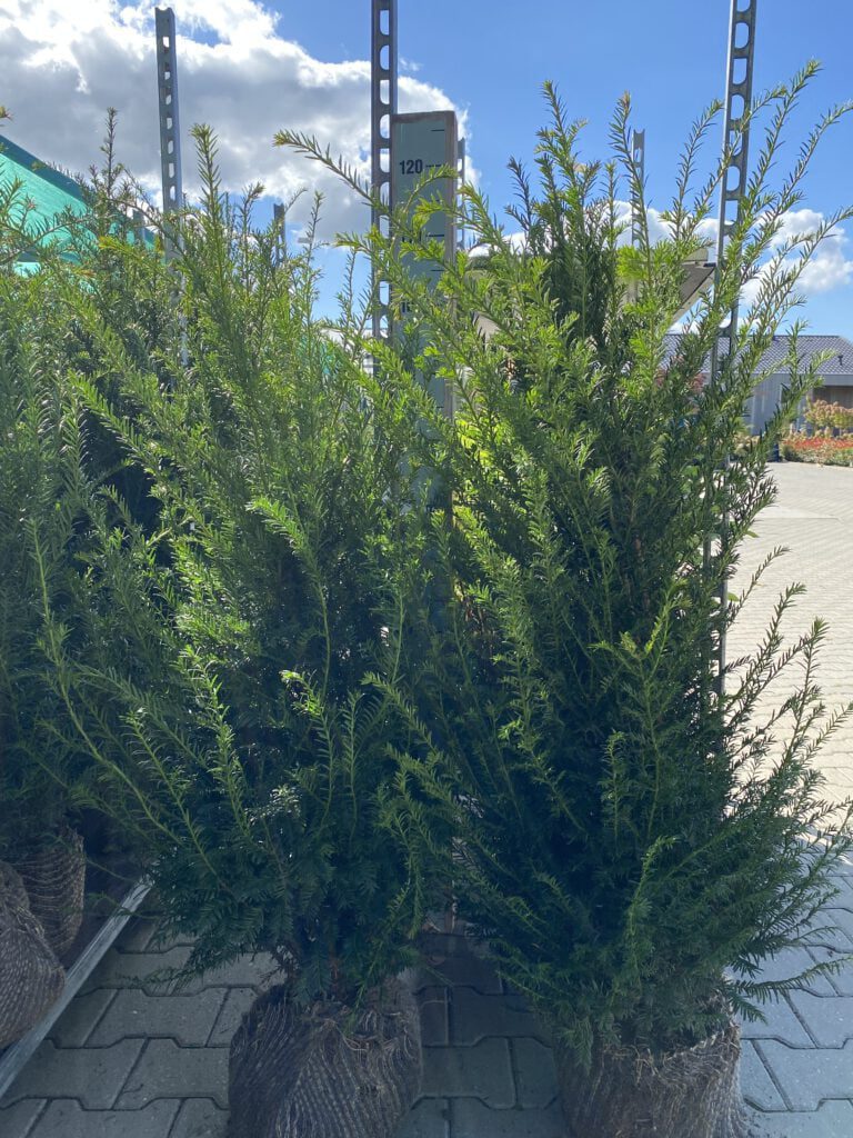 Taxus baccata, volle struiken,