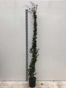 TRACHELOPSPERMUM JASMINOIDES 7 liter pot en 250-275 cm hoog