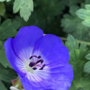 Geranium Rozanne geeft helderblauwe bloemen van mei tot oktober