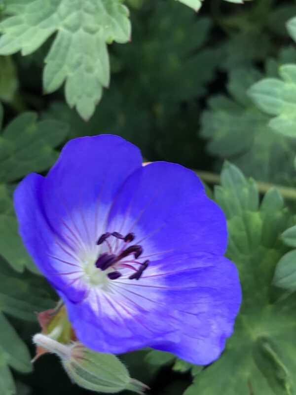 Geranium Rozanne geeft helderblauwe bloemen van mei tot oktober