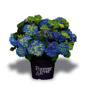 Hydrangea 4ever & ever in 4 doorbloeiende kleuren verkrijgbaar bij buxuskoning.nl