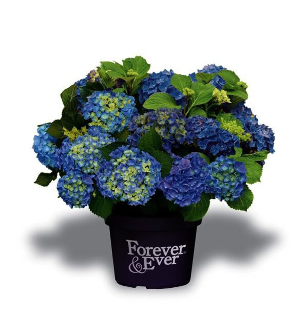 Hydrangea 4ever & ever in 4 doorbloeiende kleuren verkrijgbaar bij buxuskoning.nl