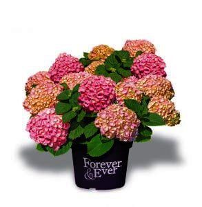 Hydrangea 4ever & ever in 4 doorbloeiende kleuren verkrijgbaar bij buxuskoning.nl