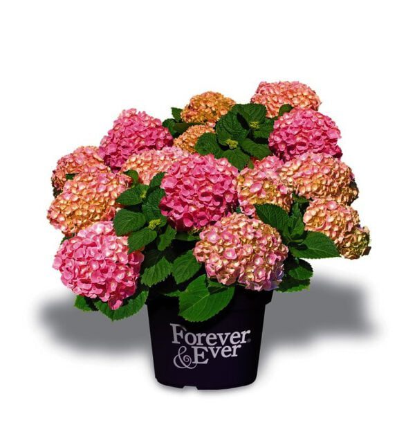 Hydrangea 4ever & ever in 4 doorbloeiende kleuren verkrijgbaar bij buxuskoning.nl