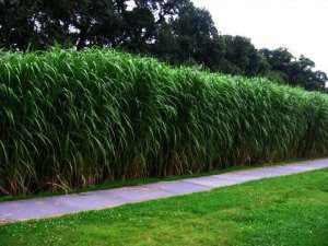 Miscanthus giganteus