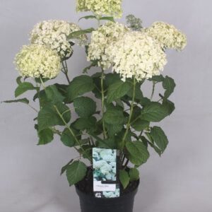 Hydrangea arborescens Annabelle, mooi te combineren met andere tuinplanten