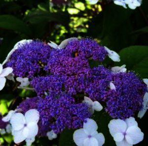 Hydrangea aspera (fluweelhortensia)