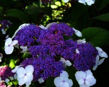 Hydrangea aspera (fluweelhortensia)