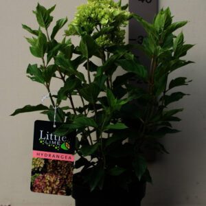Hydrangea_pan_Little_Lime_C3