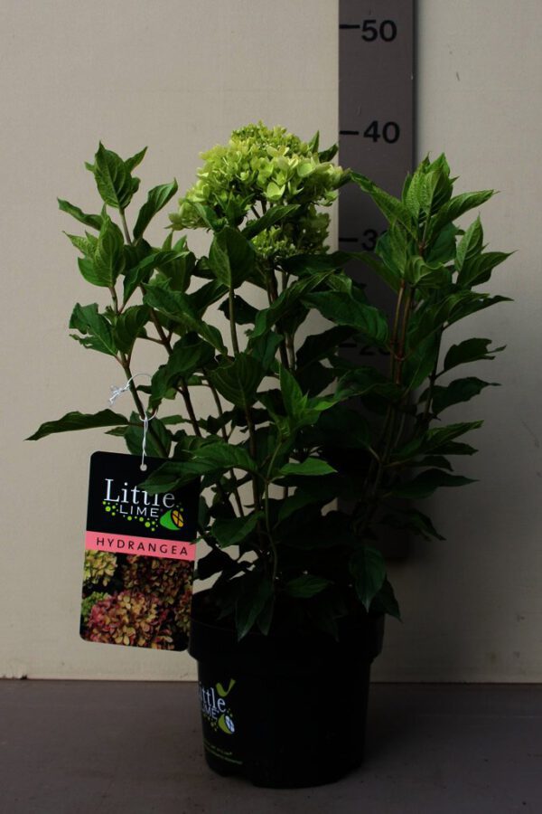 Hydrangea_pan_Little_Lime_C3