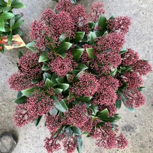 Skimmia japonica Rubella de meest verkochte en compacte Skimmia