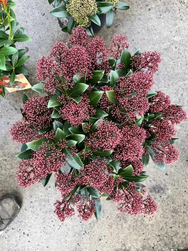 Skimmia japonica Rubella de meest verkochte en compacte Skimmia