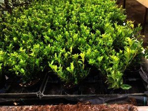 4 tafels vol staan klaar voor verkoop,ilex maximo impala