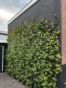 Deze Trachelospermum haag is 300 cm hoog, aangeplabt 3 per meter tegen muur, 2 jaar ervoor aangeplant