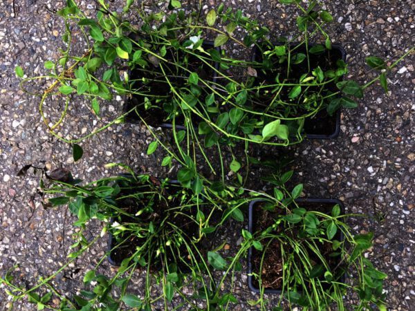 Vinca minor Alba, goed gevulde potten met veel uitlopers