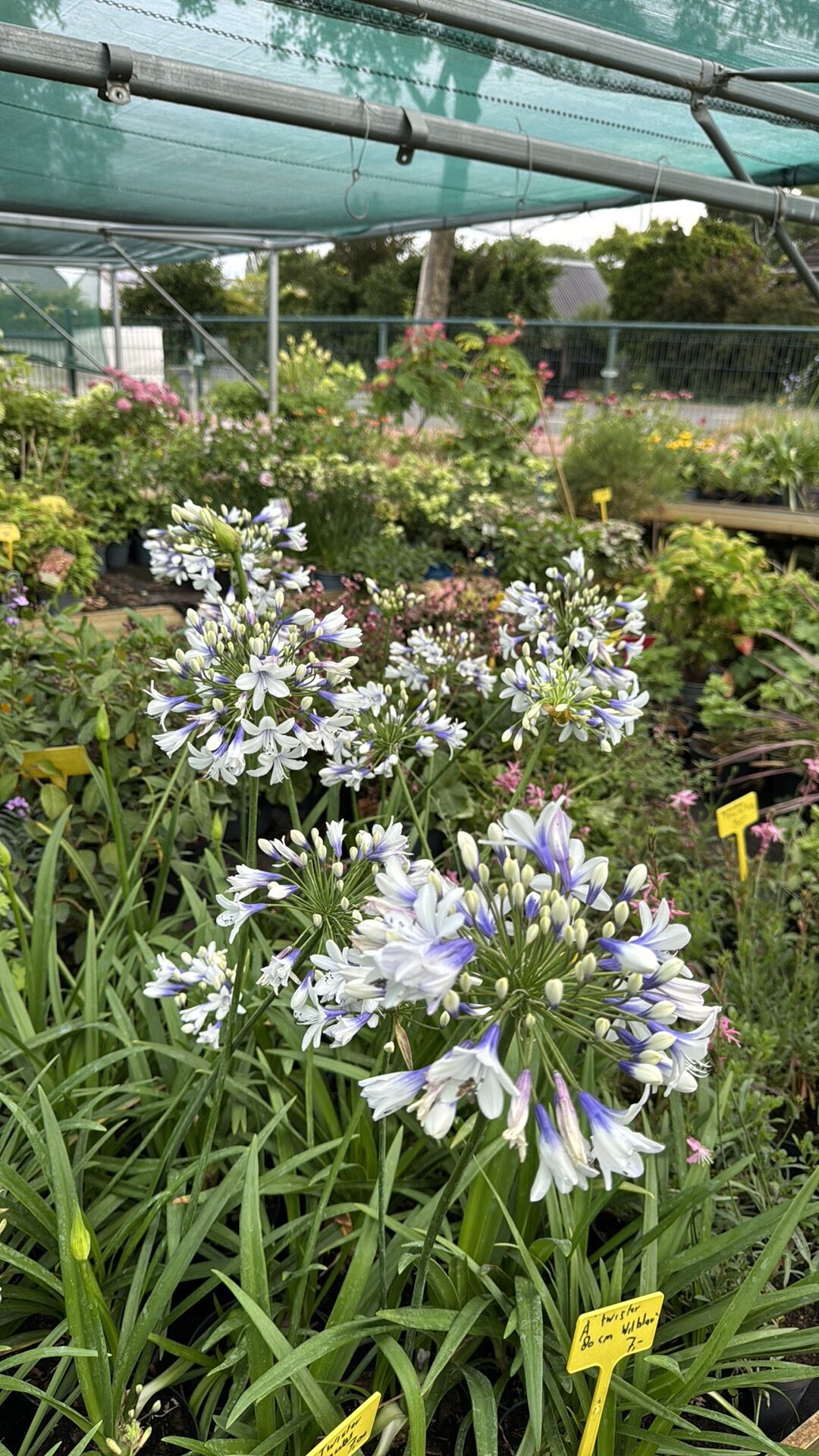 Agapanthus africanus Triompfator- blauw en wit - Afbeelding 2