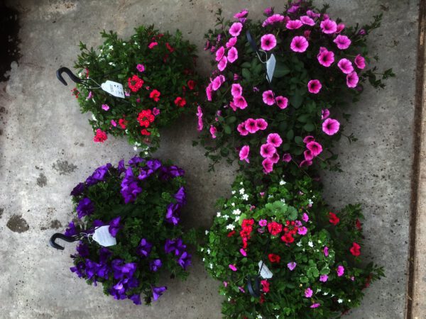 Reuzengrote Hangplanten van €13,95 nu voor slechts €11,00