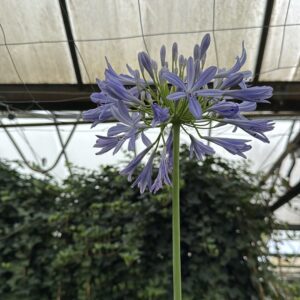 Agapanthus africanus Triompfator- blauw en wit