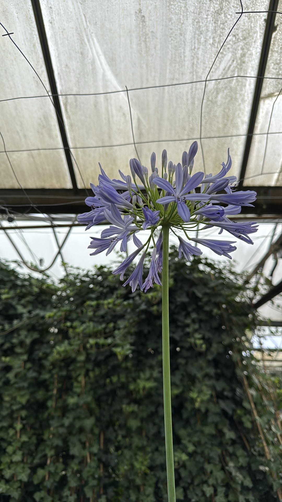 Agapanthus africanus Triompfator- blauw en wit