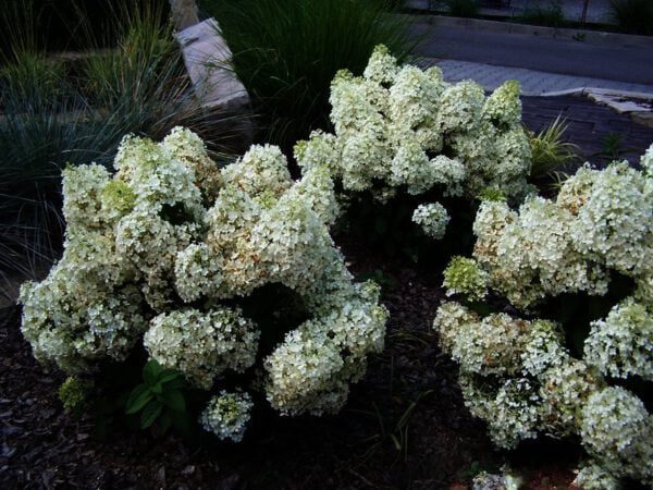 TIP: Bobo heeft de grootste bloemplant verhouding, 70 cm hoog met zeer veel pluimen van 25-30 cm. Behoort in elke tuin.