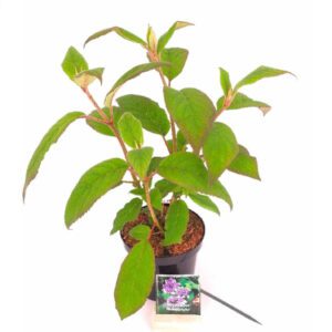 Hydrangea aspera macrophylla - fluweel hortensia, voor een schaduw plekje in u tuin