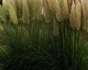 Cortedaria selloana geeft mooie volle pollen,