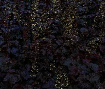 Heuchera micrantha Palace Purple , blikvanger in elke tuin,
