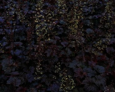 Heuchera micrantha Palace Purple , blikvanger in elke tuin,