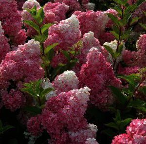 Hydrangea paniculata "Vanille-fraisse" - pluimhortensia Geeft volle gekleurde pluimen