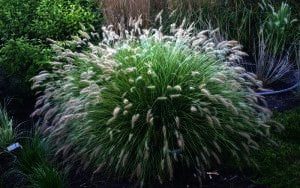 Pennisetum "Little Bunny" is de mooiste dwerg lampepoetsergras