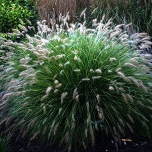 Pennisetum "Little Bunny" is de mooiste dwerg lampepoetsergras