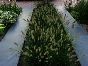Pennisetum "Little Bunny" is de mooiste dwerg lampepoetsergras