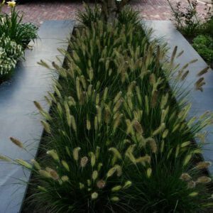 Pennisetum "Little Bunny" is de mooiste dwerg lampepoetsergras