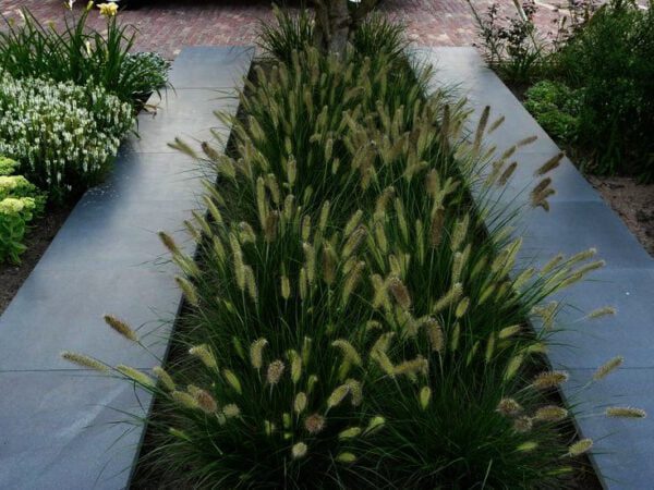 Pennisetum "Little Bunny" is de mooiste dwerg lampepoetsergras