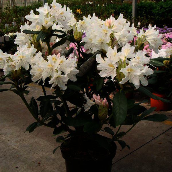Rhododendron Cunningham’s White