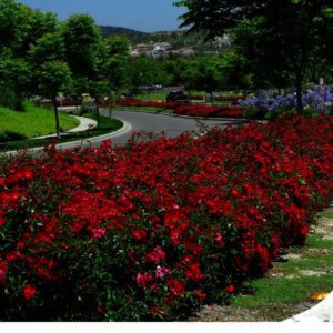 Rosa The Fairy Red , mooie bodembedekkende roos
