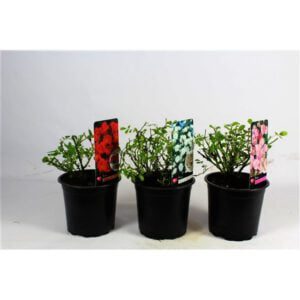 Rosa the Fairy in 3 kleuren, rose,rood en wit